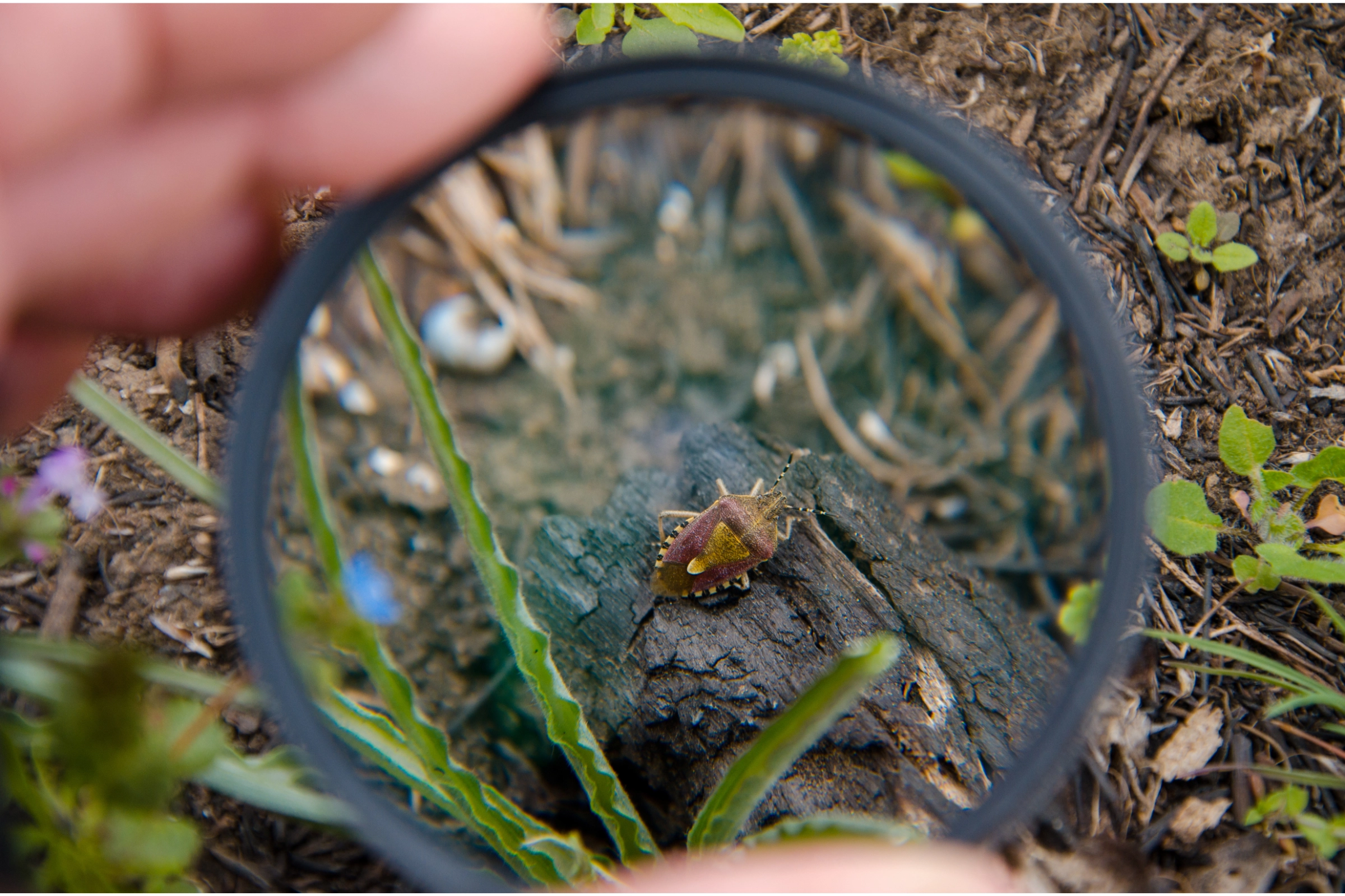 magnifying glasses for hobbies insects